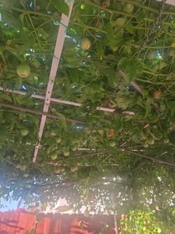 Passion fruit 50 cents each