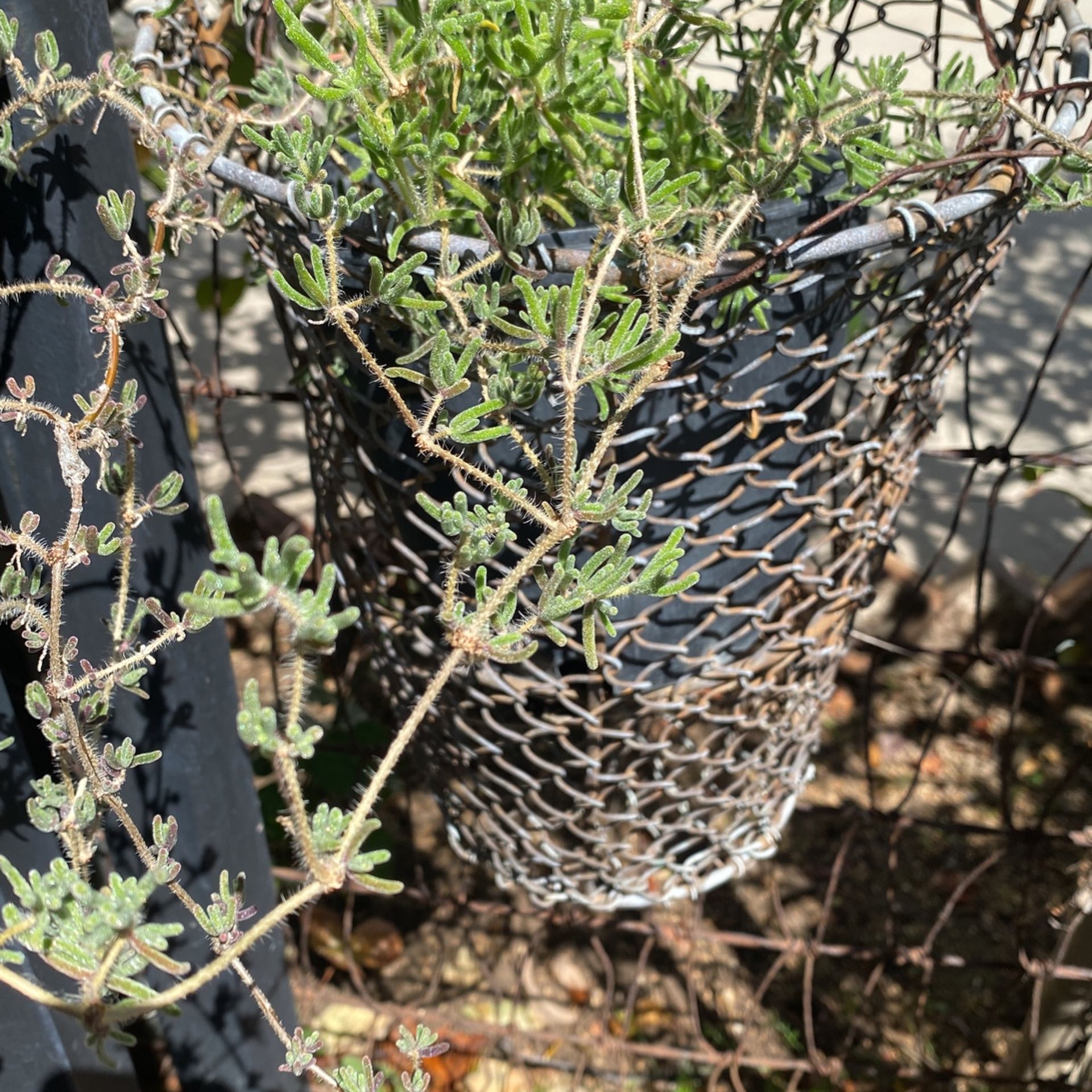 Wire Hanging Wall Planter