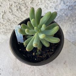 4 Inch Pot Succulent Plant - Sedum Pachyphyllum Rose -Jelly Beans - Rooted & Established Plant - Drought Resistant - 🪴