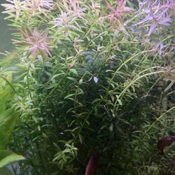 Rotala Indica