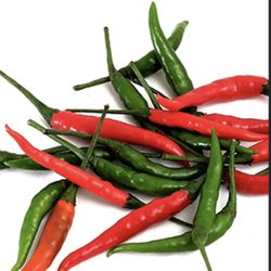 Thai Chilli Pepper Plant