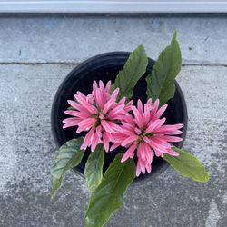 Brazilian Plum- Potted