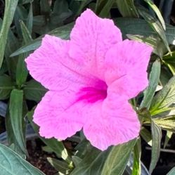 Ruelias Bushes In One Gallon Pink And Purple $10 Each