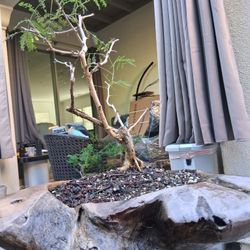 Bonsai Plant In Beautiful Wooden Planter