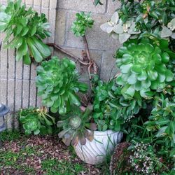 Beautiful  Succulent Plant With Pot Big