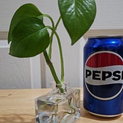 Plant in water in Mini vase