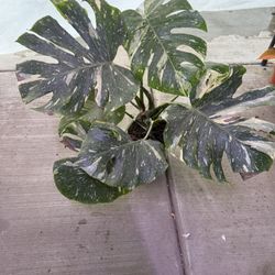 6” Monstera Thai Constellation 