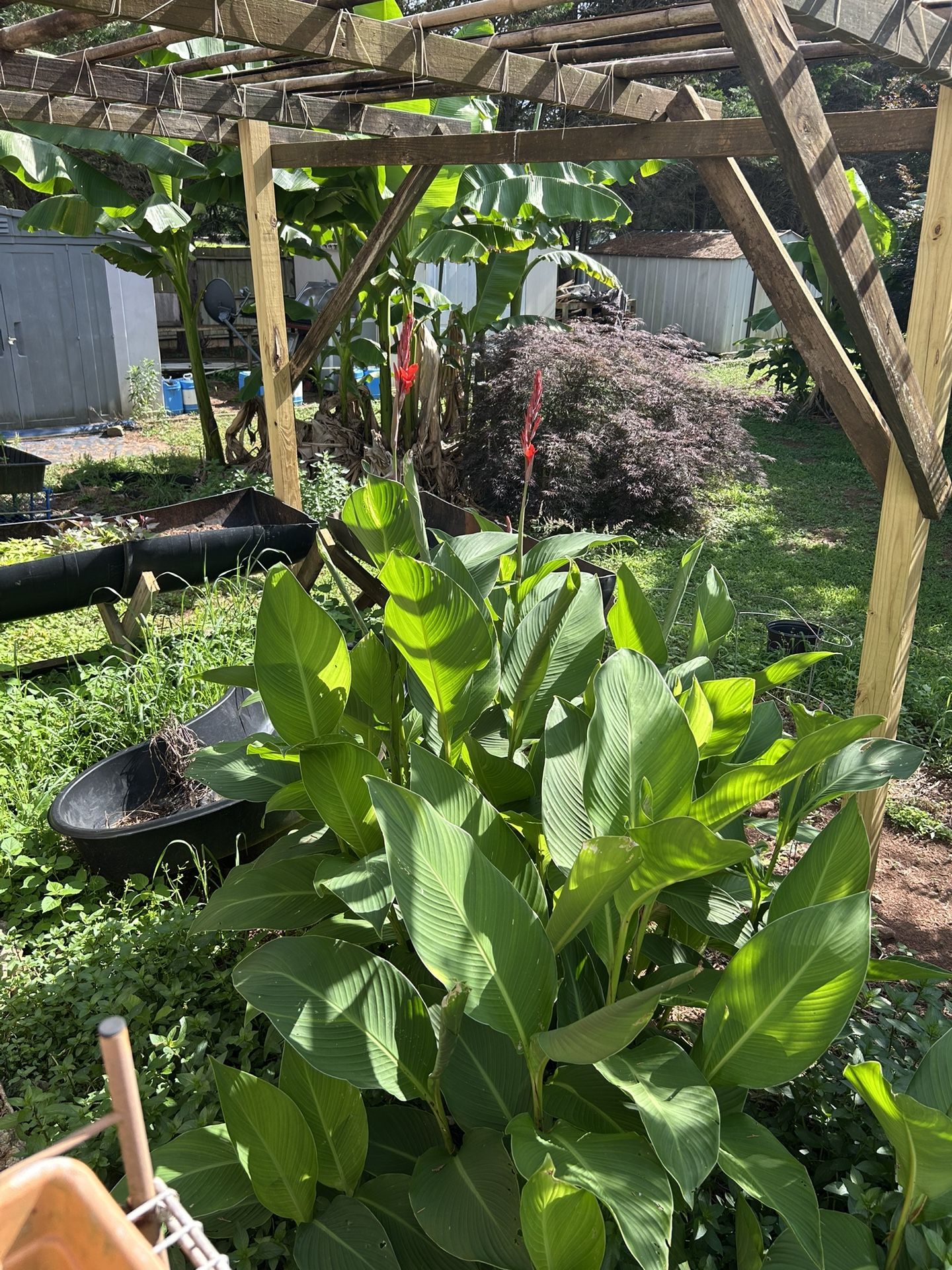 Banana Plant