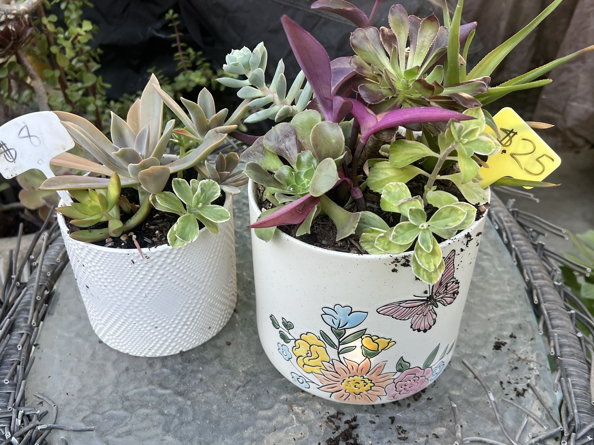 Succulent Planters