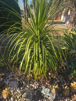 Pony Tail Palm