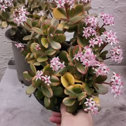 Unique varigated jade "tri colors" lucky money tree $38each or  Best deal 2 pots $55