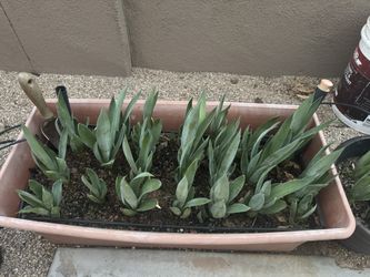 Agave Plant starts/pups