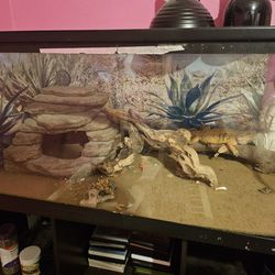Bearded Dragon And Supplies
