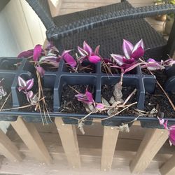 Wandering Jew Plant 