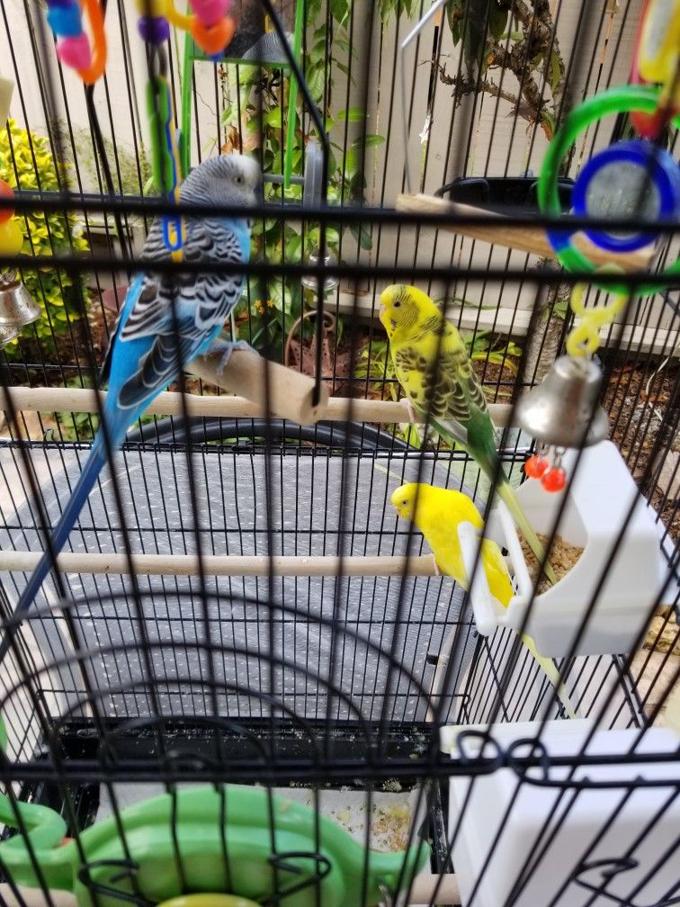 2 Parakeets with large cage