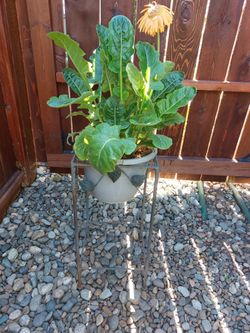 $15 Rustic and Weathered Plant Stand