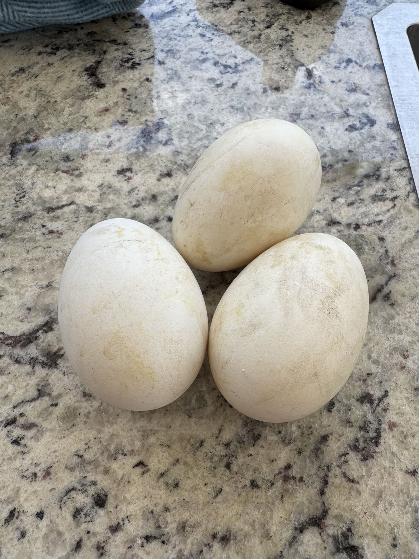 Hatching Goose Eggs