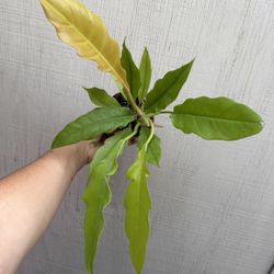 4” golden ring of fire 