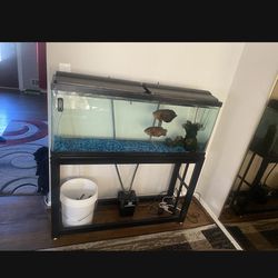 55g Tank, Stand, Two Filtrations Setups, Water Heat 