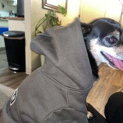 Gap Dog Hoodie