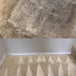 Carpet shampoo 