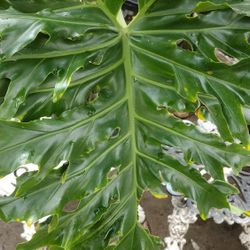 Hermosa Mostera Planta Natural 