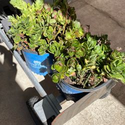 Free succulents