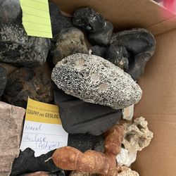 Fossils $20 Each To $200 Each 