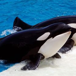 Seaworld Tickets Expire December 21