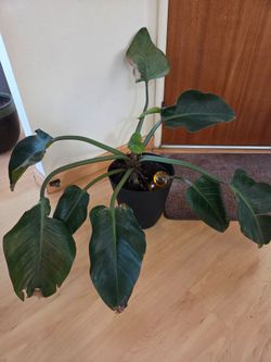 Plant