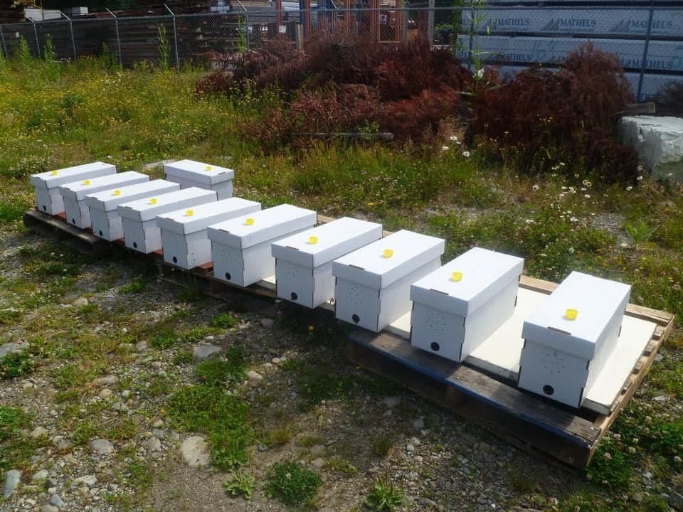 5 Frame Beehive Nucs For Sale