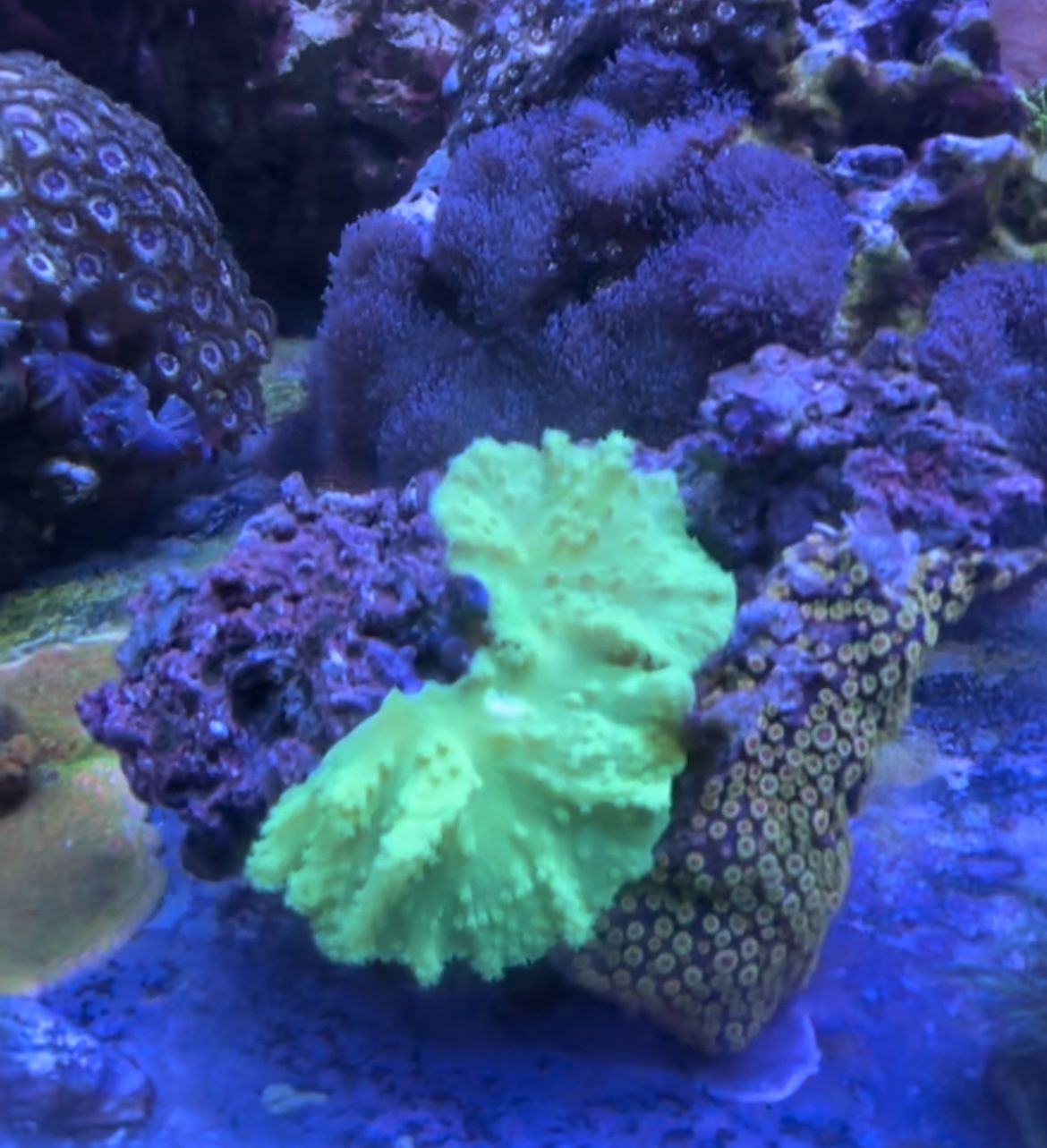 aquacultured corals for Sale in Las Vegas, NV OfferUp