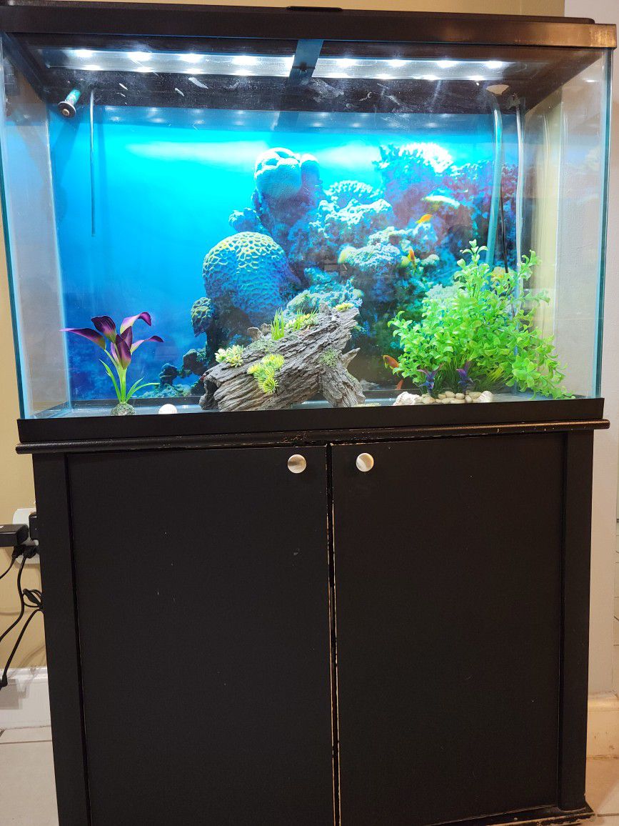 Fish Tank - Pecera
