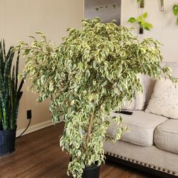$70  Variegated Ficus Benjamina 🌿 54" tall