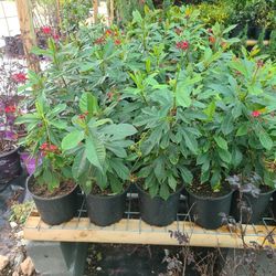 Jatropha  Plants 1gallon 