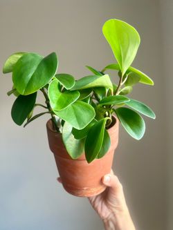 Healthy Jade Peperomia Houseplant in Classic Terracotta Pot & Matching Saucer