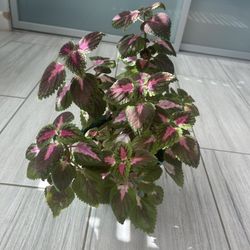 Coleus 