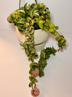 Blooming, Trailing L Hindu Rope Hoya Plant - 6inch