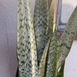 Selling  this Dracaena trifasciata (formerly Sansevieria trifasciata), commonly known as the snake plant 