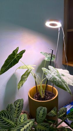 Albino alocasia (plant only)