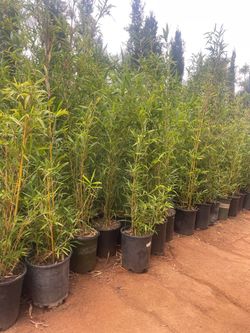 Bamboo Plants- Multiple Varieties Available- Approximately 4-6 Feet Tall-