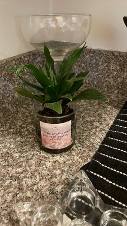 plant
