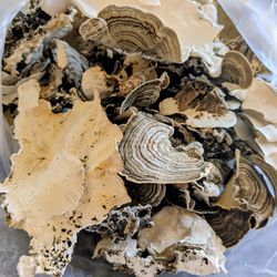 Dried turkey tail mushrooms