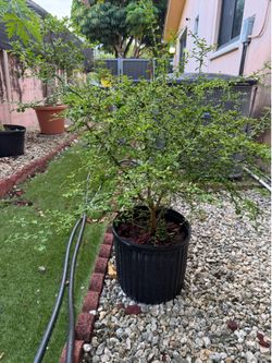 RARE-Must GO- Caviar Lime pick up Coral Gables