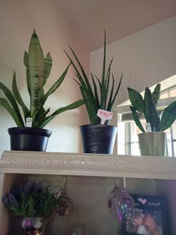 Snake plants
