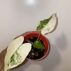 Alocasia Gageana Aurea/Mint 3 Inch Ceramic Pot