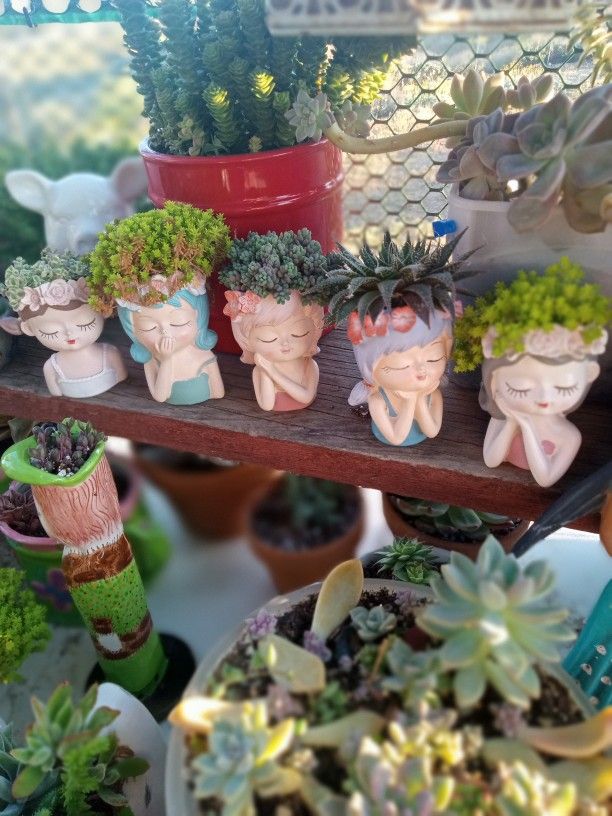 Different Succulents