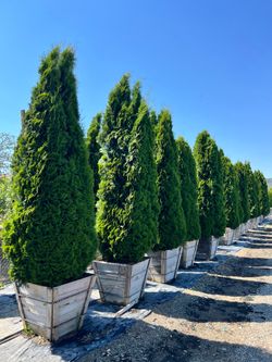 GIANT Thuja Cypress