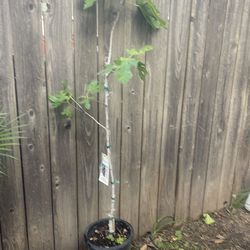 Brown turkey fig tree