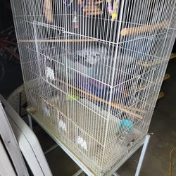 Bird Cage 